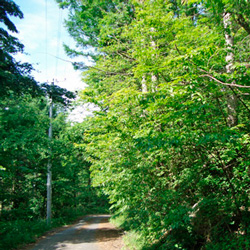Bottom side of property, looking north